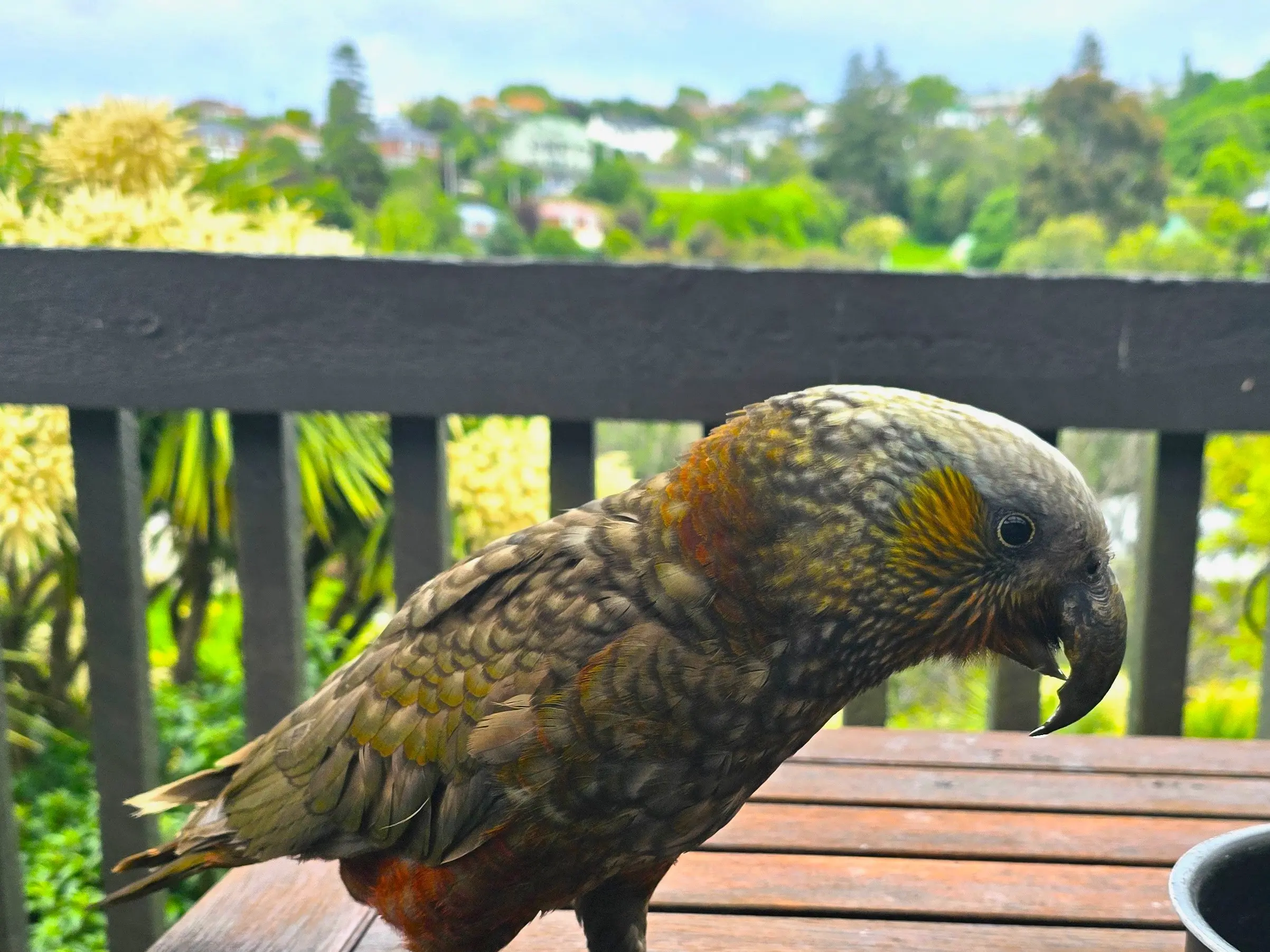 A wild surprise: kākā come back to the city