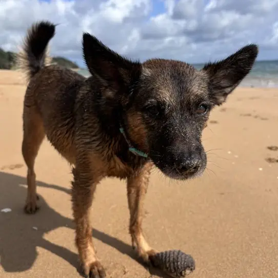 Rescue dog dies after illness believed to be linked to vaccine