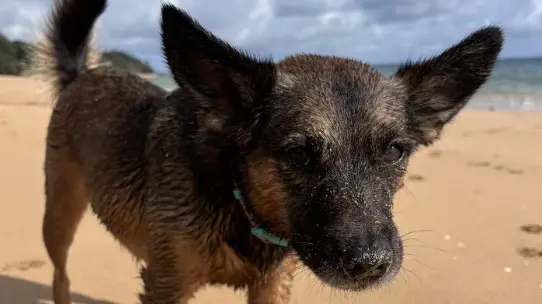 Rescue dog dies after illness believed to be linked to vaccine