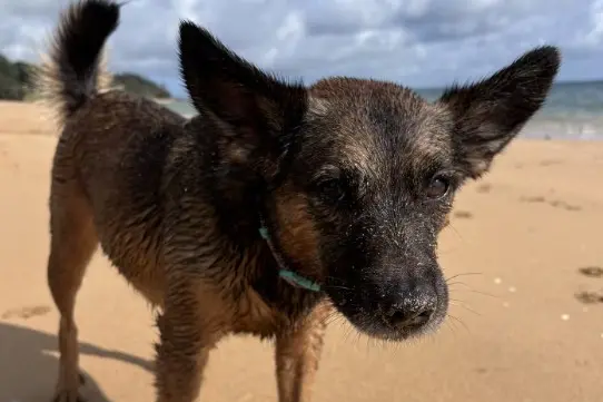Nala in late 2024. Owner Kelsi Ball said she was \"super smart\" and made an impression on all who met her. Photo: Kelsi Ball