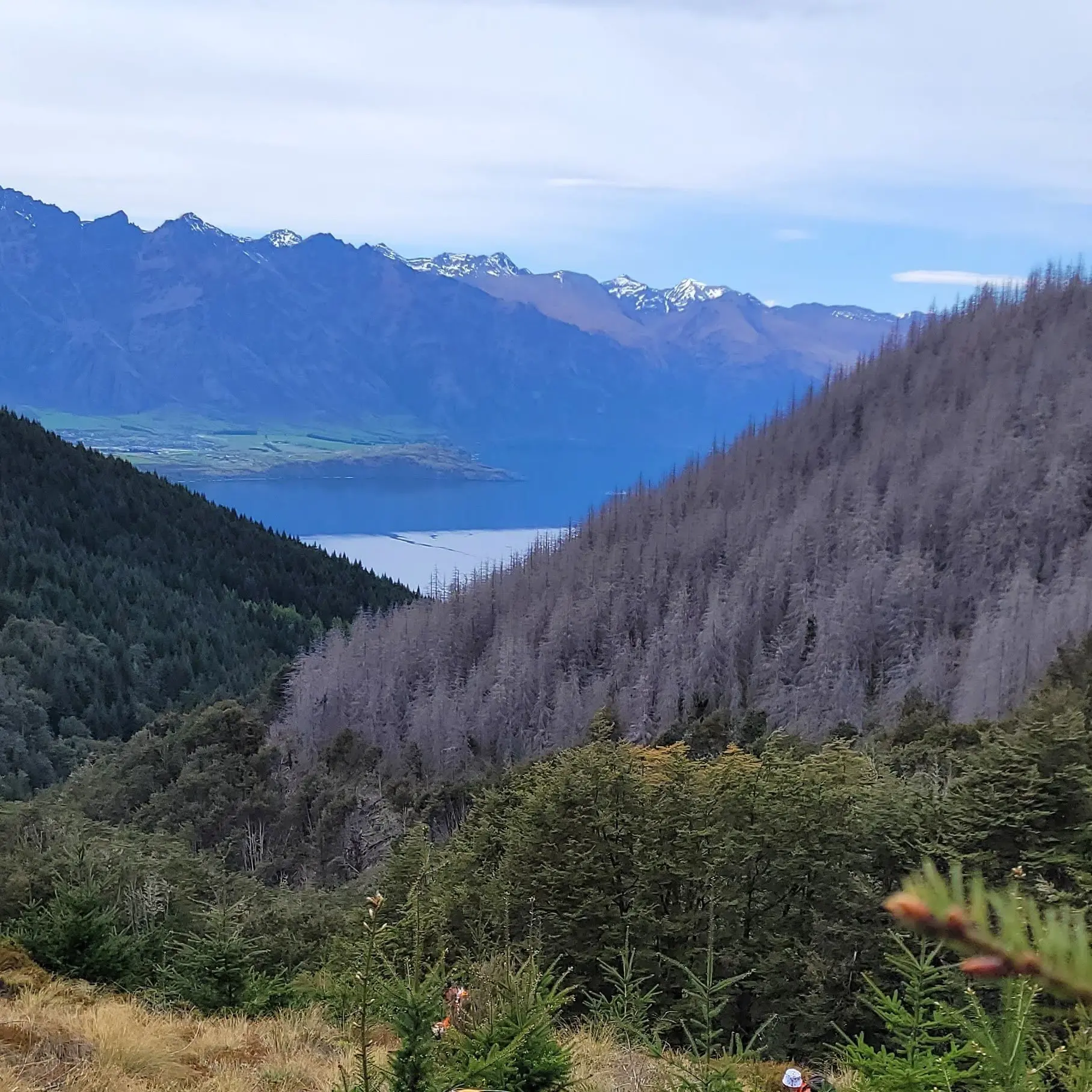 Qtown businesses support 10-year plan to clear Ben Lomond pines