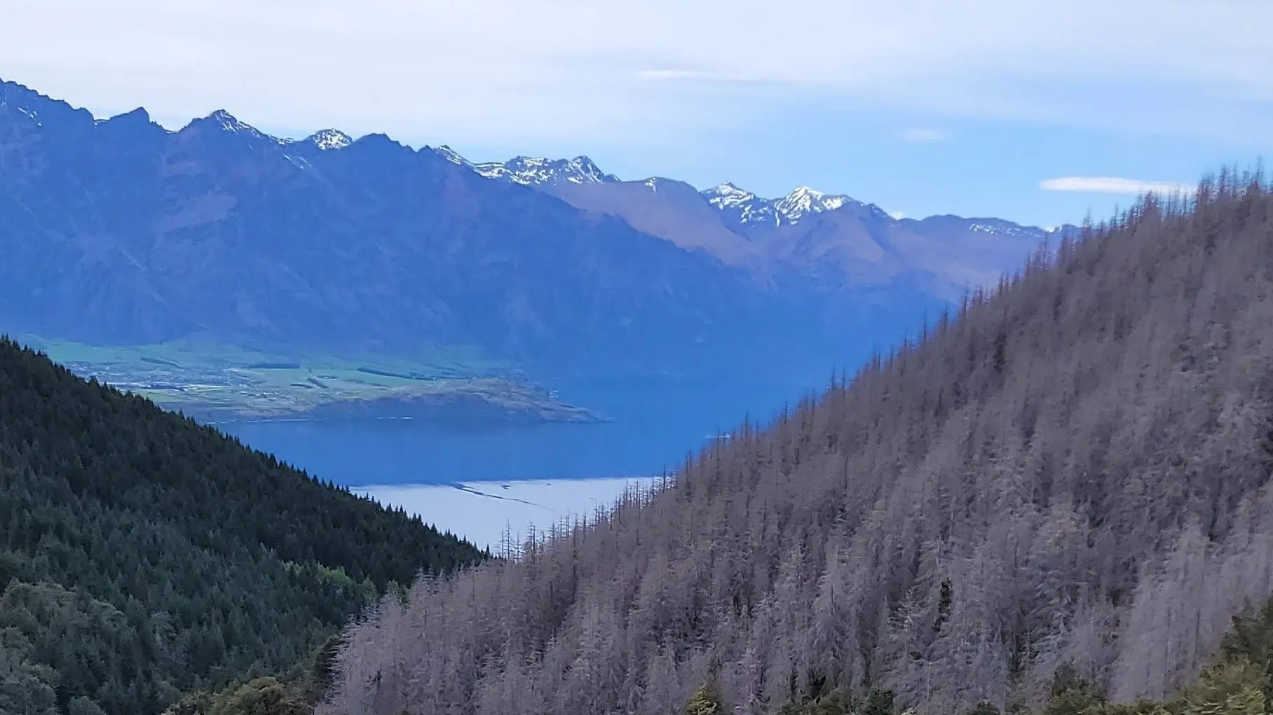 Qtown businesses support 10-year plan to clear Ben Lomond pines
