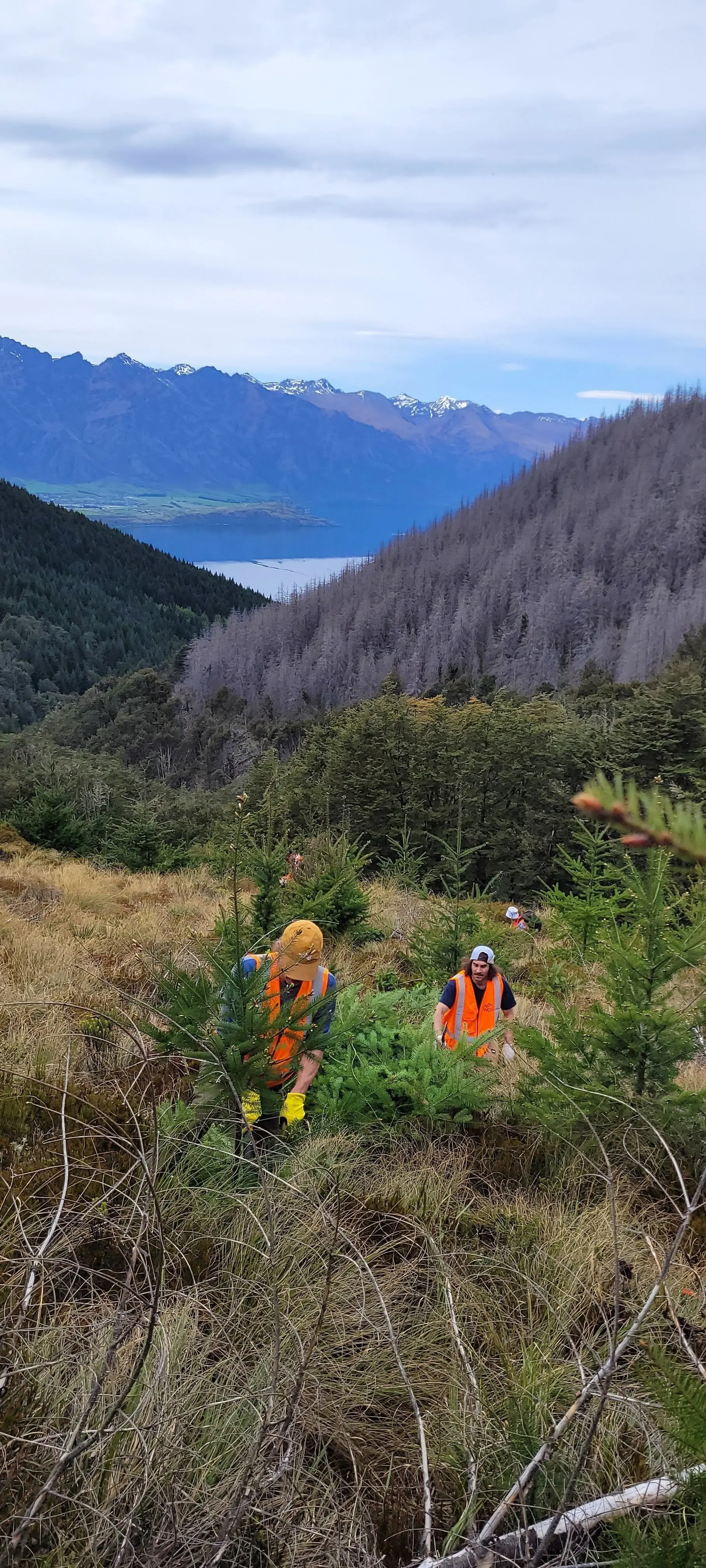 Qtown businesses support 10-year plan to clear Ben Lomond pines
