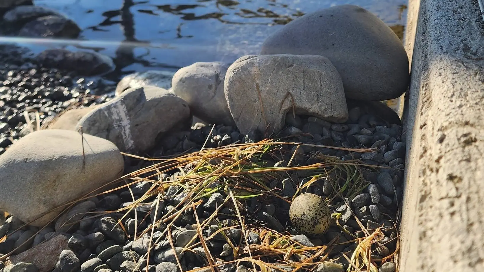 First egg of the season at kakī captive breeding facility in Twizel