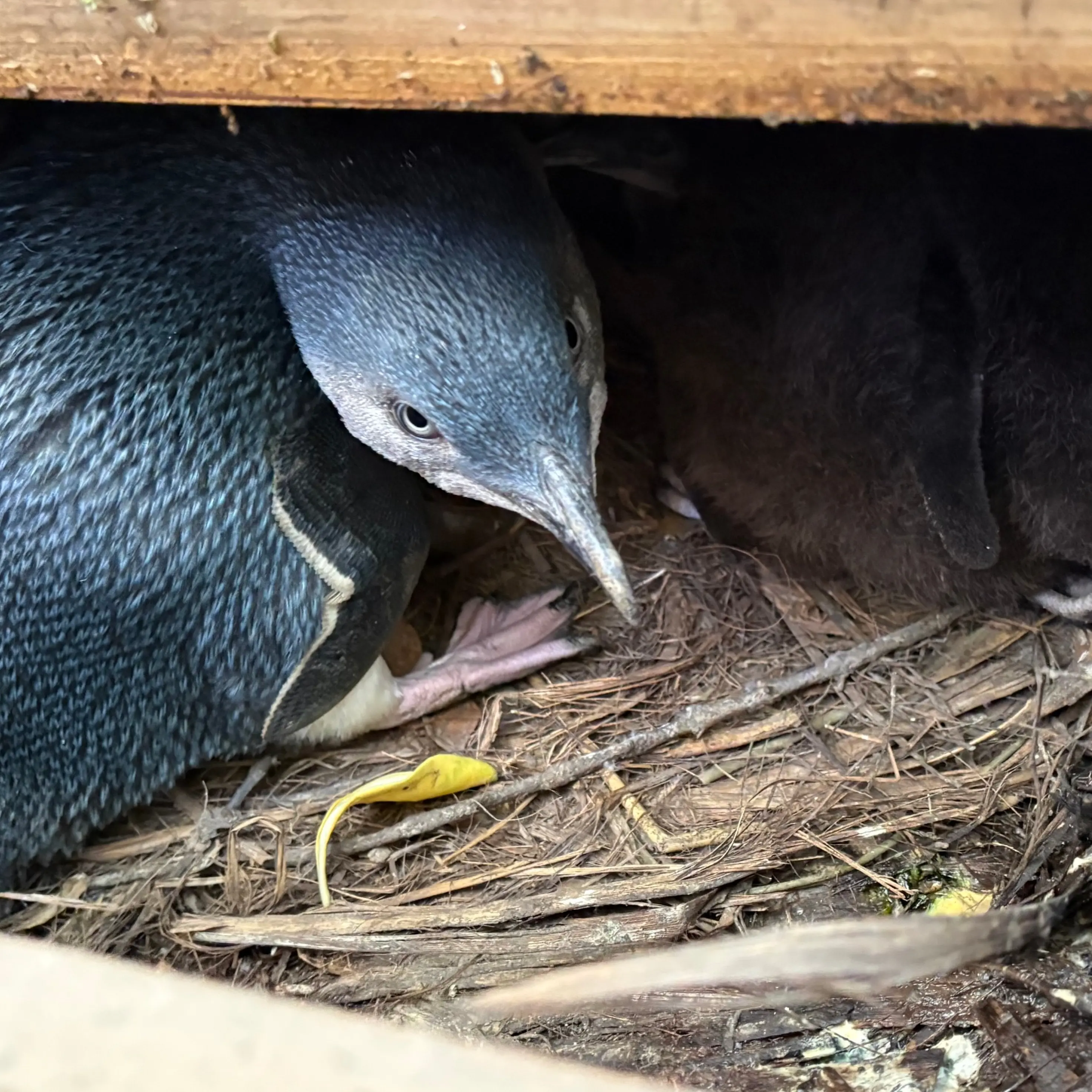 Little penguins left off bird flu vaccine list