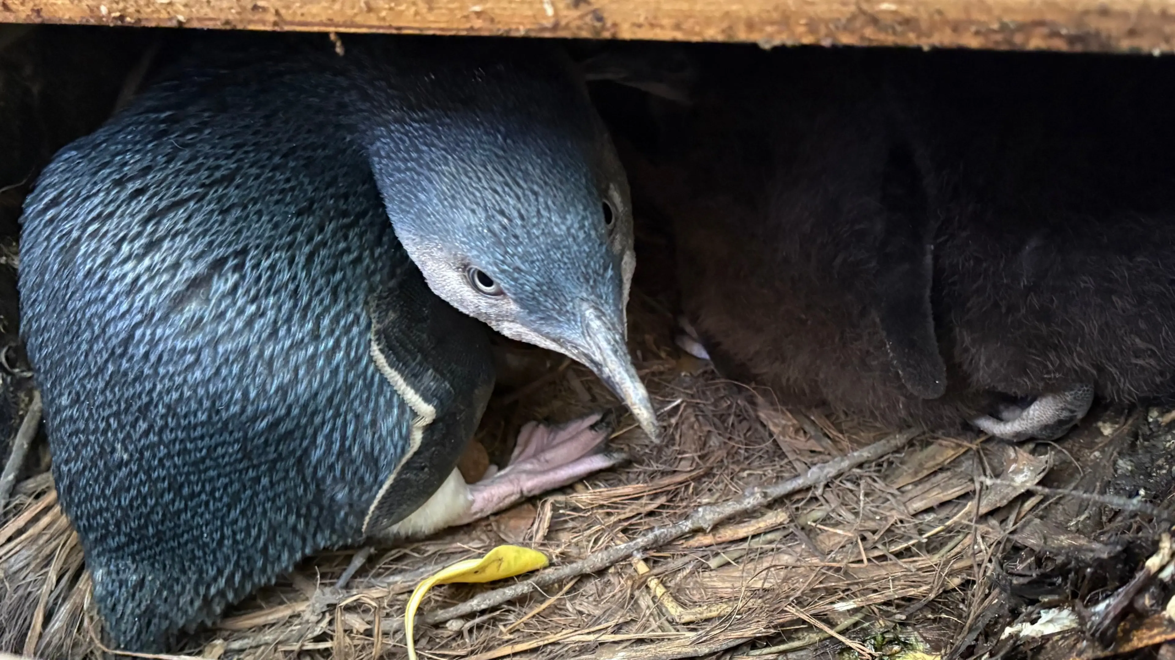 Little penguins left off bird flu vaccine list