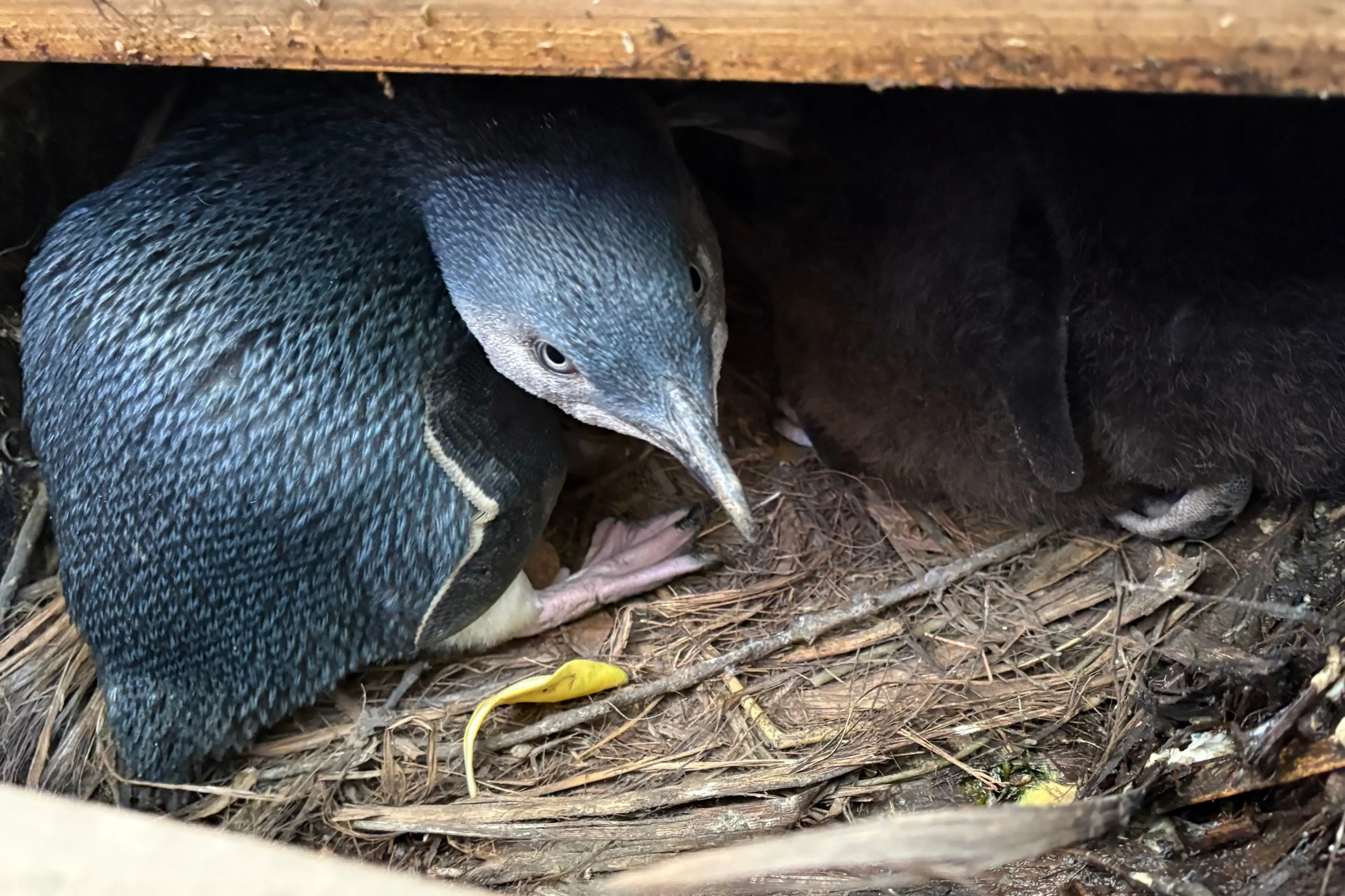 Nesting season . . . An adult little penguin protects its chicks. Photo: supplied by Kaik\\u014Dura Wildlife Centre Trust