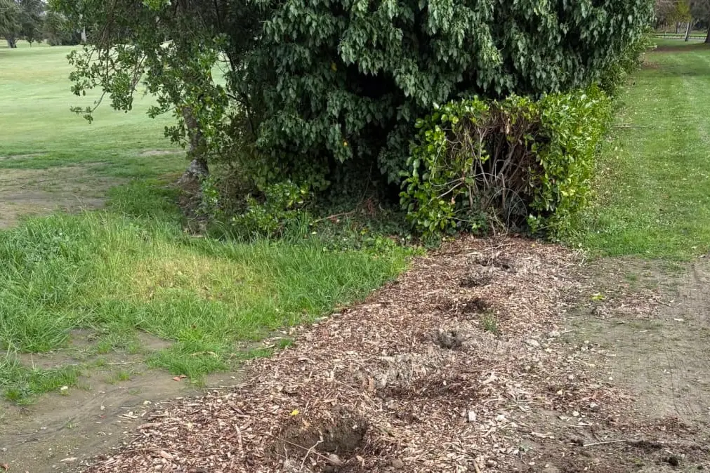 Griselinia trees used as hedging have been dug up. Photo: supplied