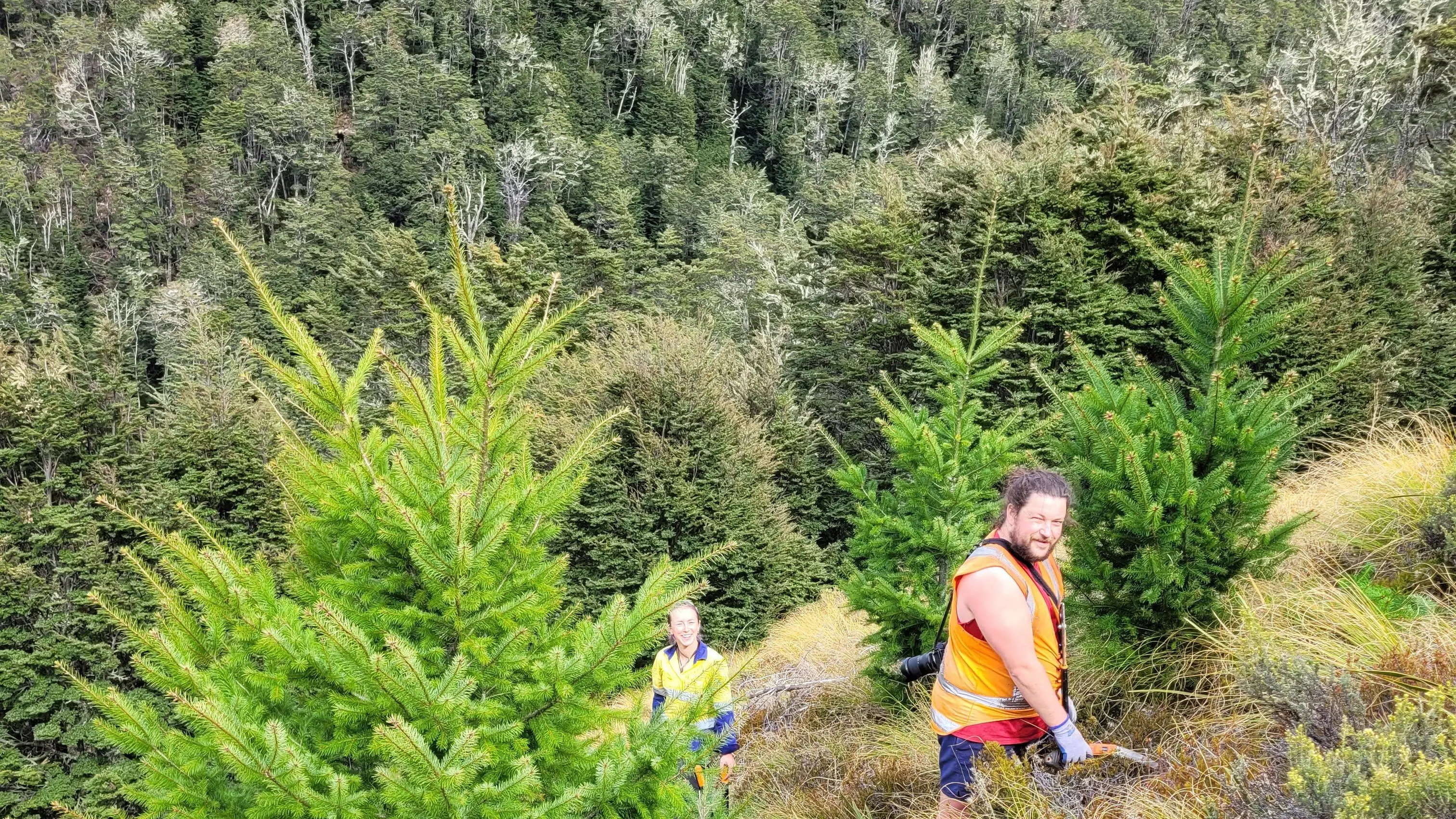 Happy with wilding clearing on Queenstown’s Ben Lomond?