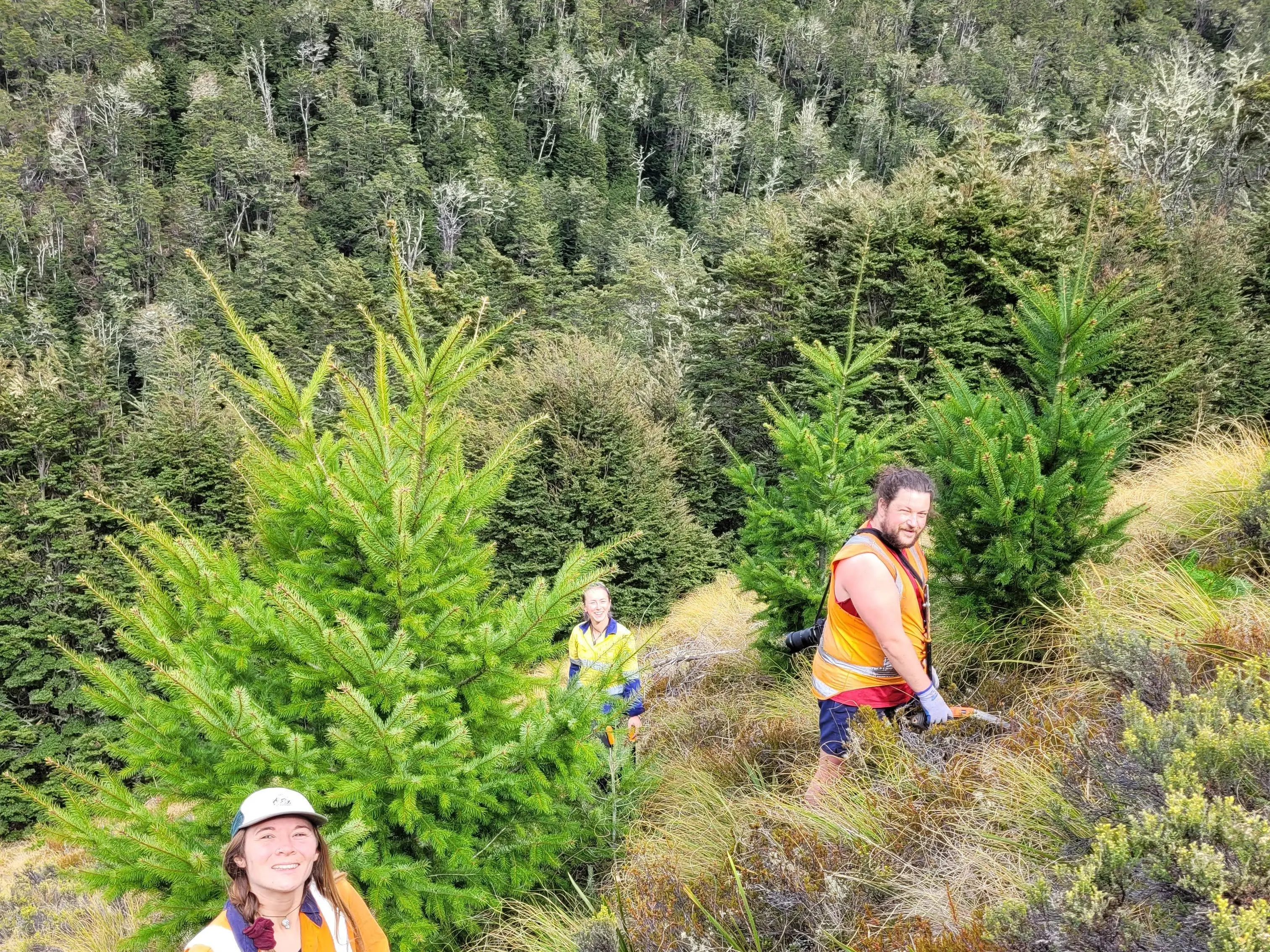 Happy with wilding clearing on Queenstown’s Ben Lomond?
