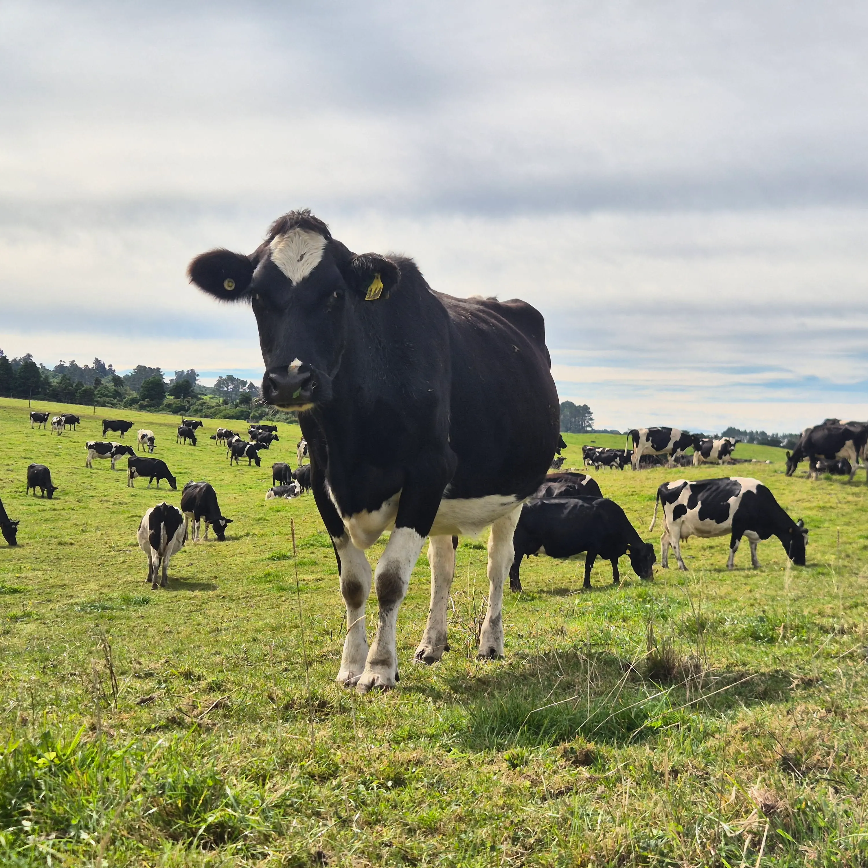 Many farmers pessimistic despite decade-high profits