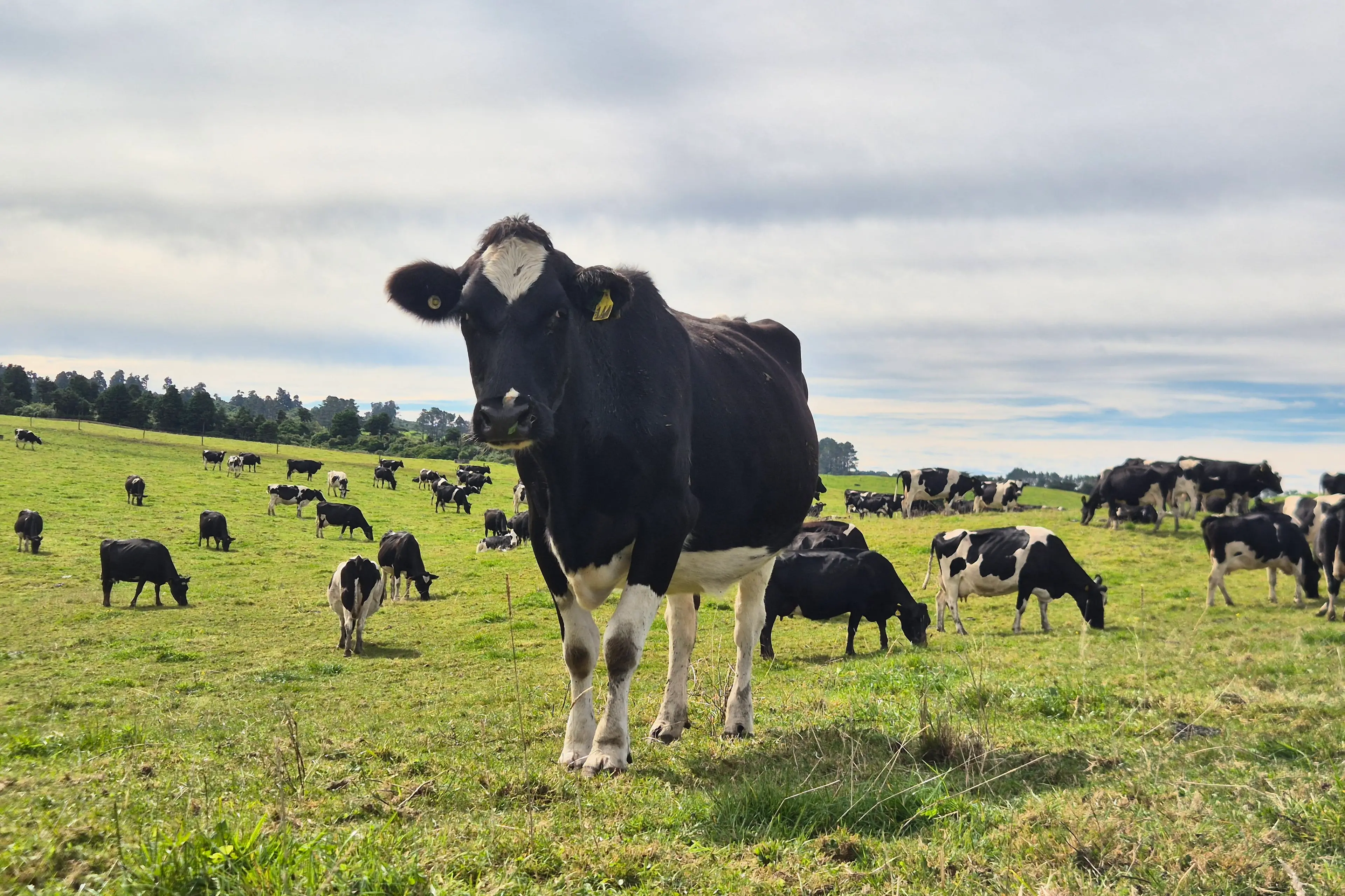 Rising costs were the greatest concern among farmers surveyed, and were expected to hurt next year\\'s profits for many, particularly dairy and arable. Photo: RNZ