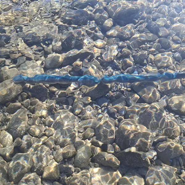 An ancient native fish under threat spottedin the Waimakariri River
