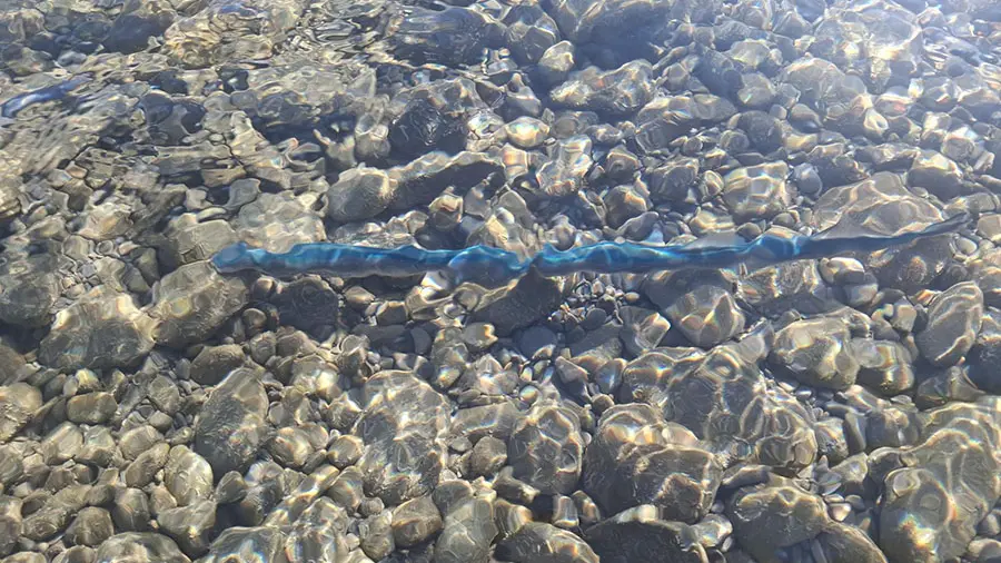 An ancient native fish under threat spottedin the Waimakariri River