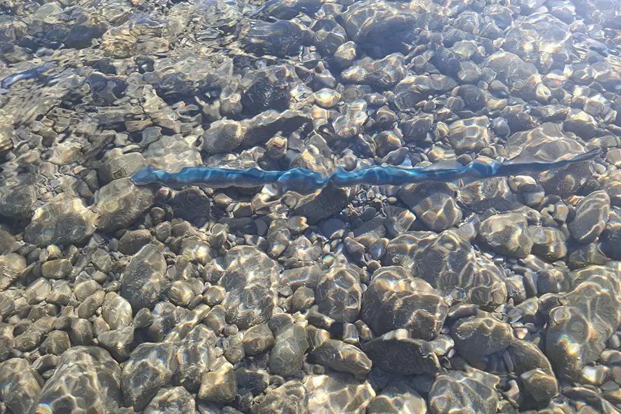 Kanakana , . . A kanakana (lamprey) in the Waimakariri River, still in its blue state after leaving the sea and making its way into the Waimakariri River to spawn. Photo: Department of Conservation