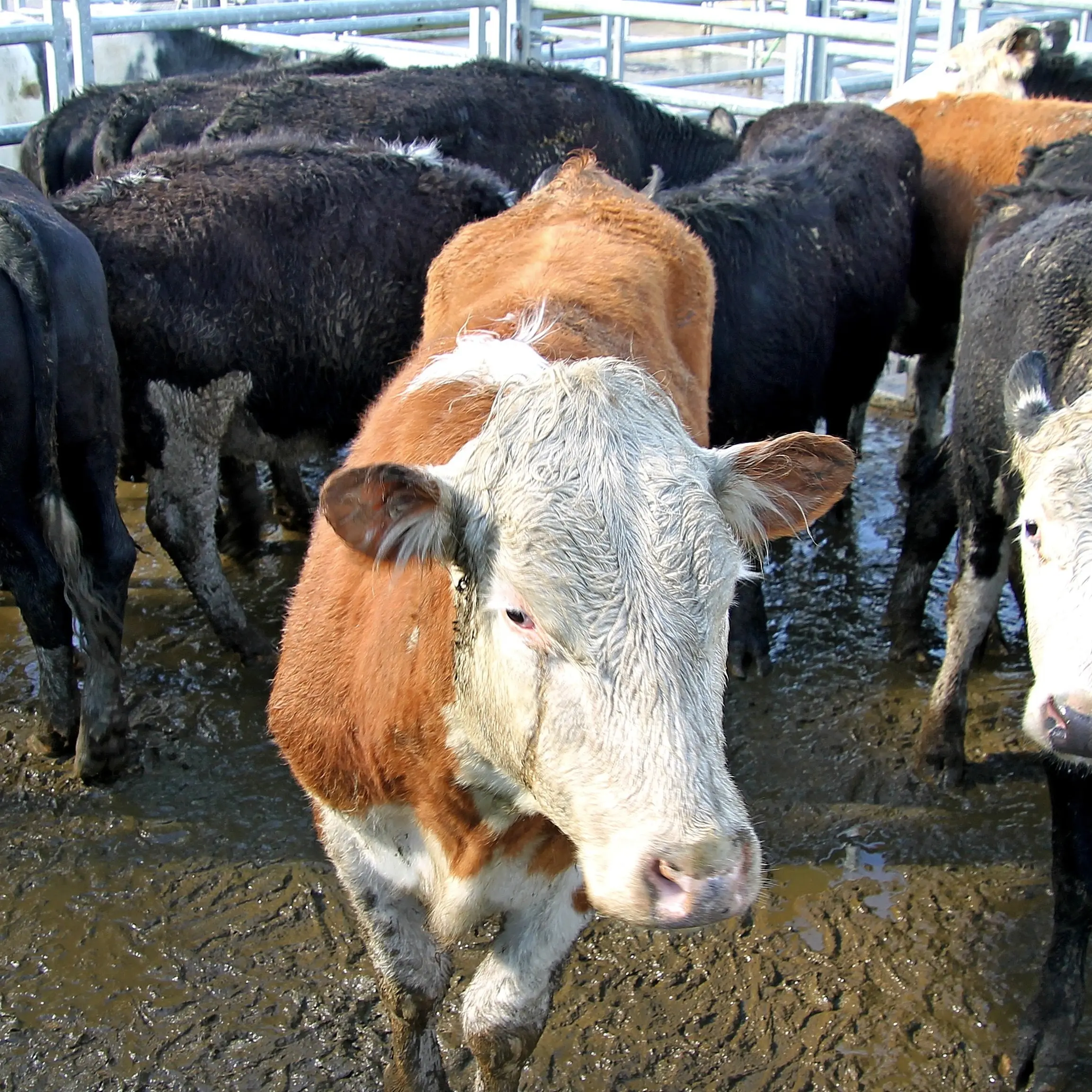Everyone happy with result of Balclutha Spring Cattle Sale, auctioneer says.