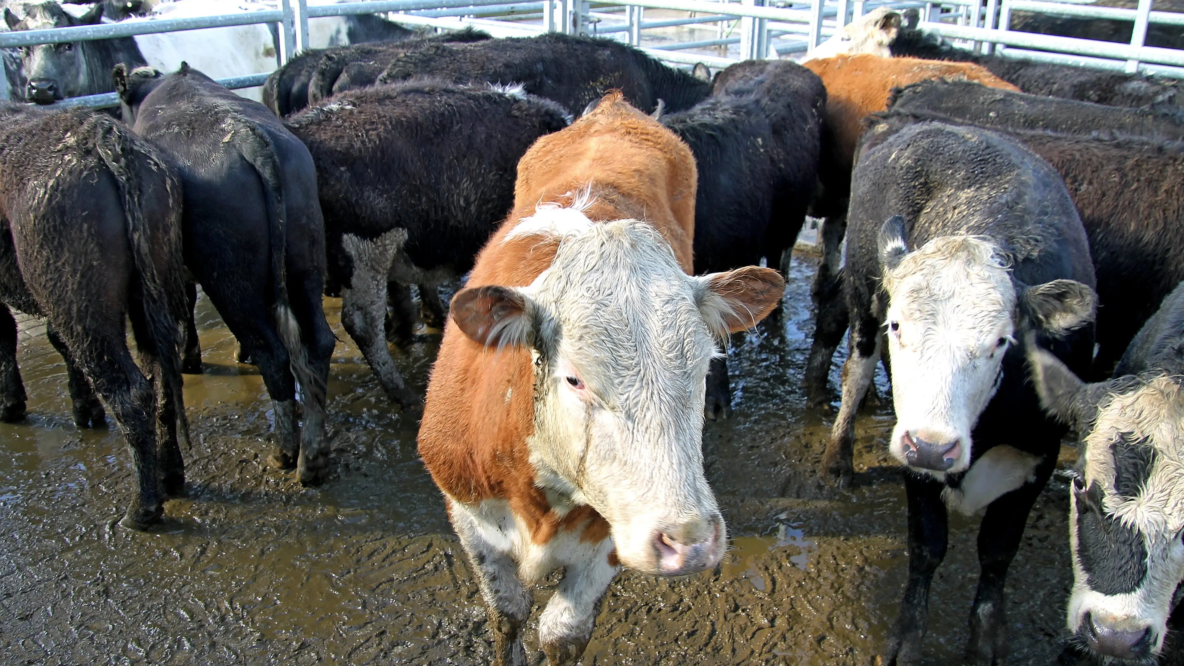 Everyone happy with result of Balclutha Spring Cattle Sale, auctioneer says.