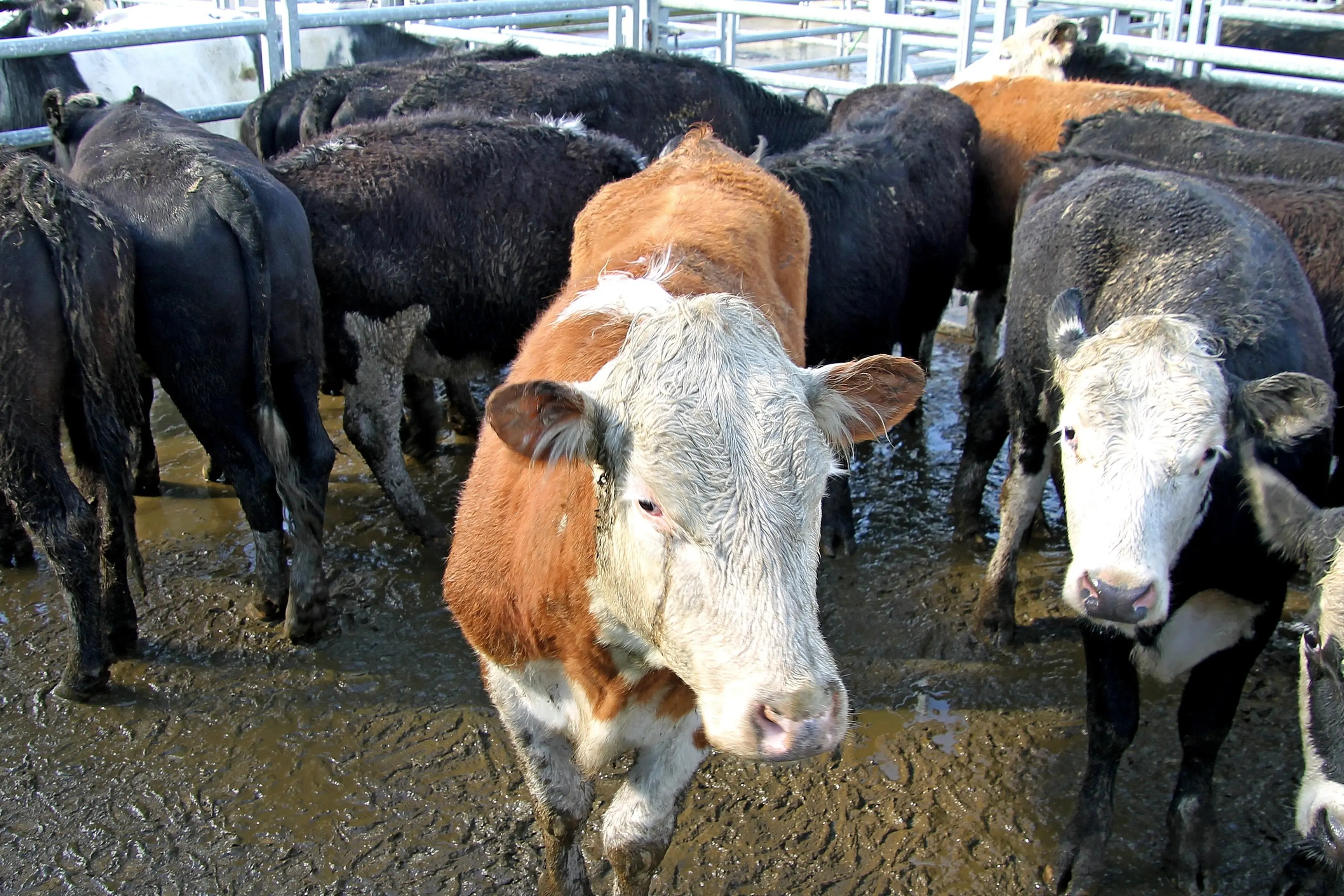 A herd awaits auction at the Balclutha Spring Cattle Sale on Thursday last week. Photo: Nick Brook