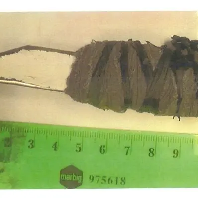‘Utterly terrified’: Prison officer cut with shank in OCF attack