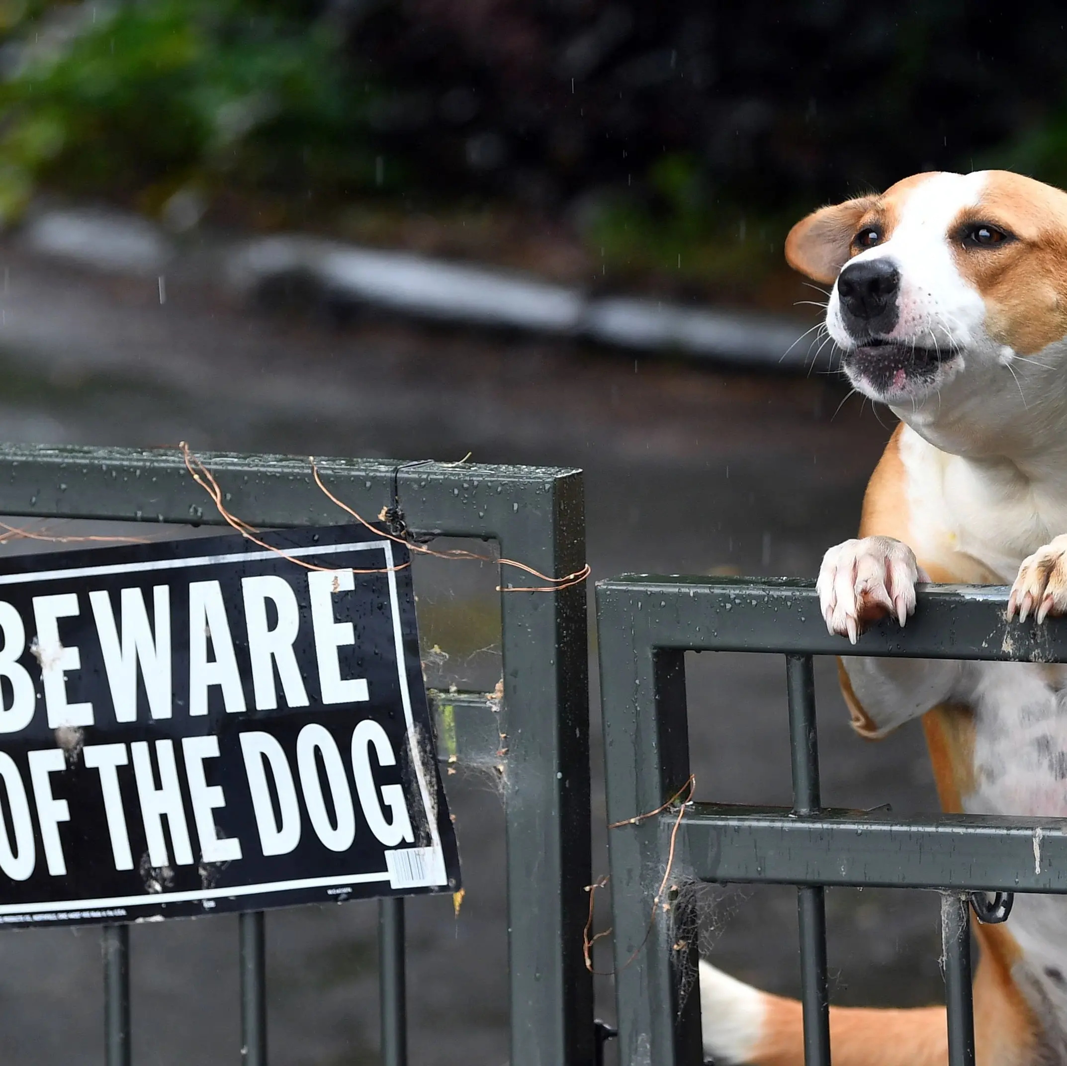 Dog attacks rise in Dunedin
