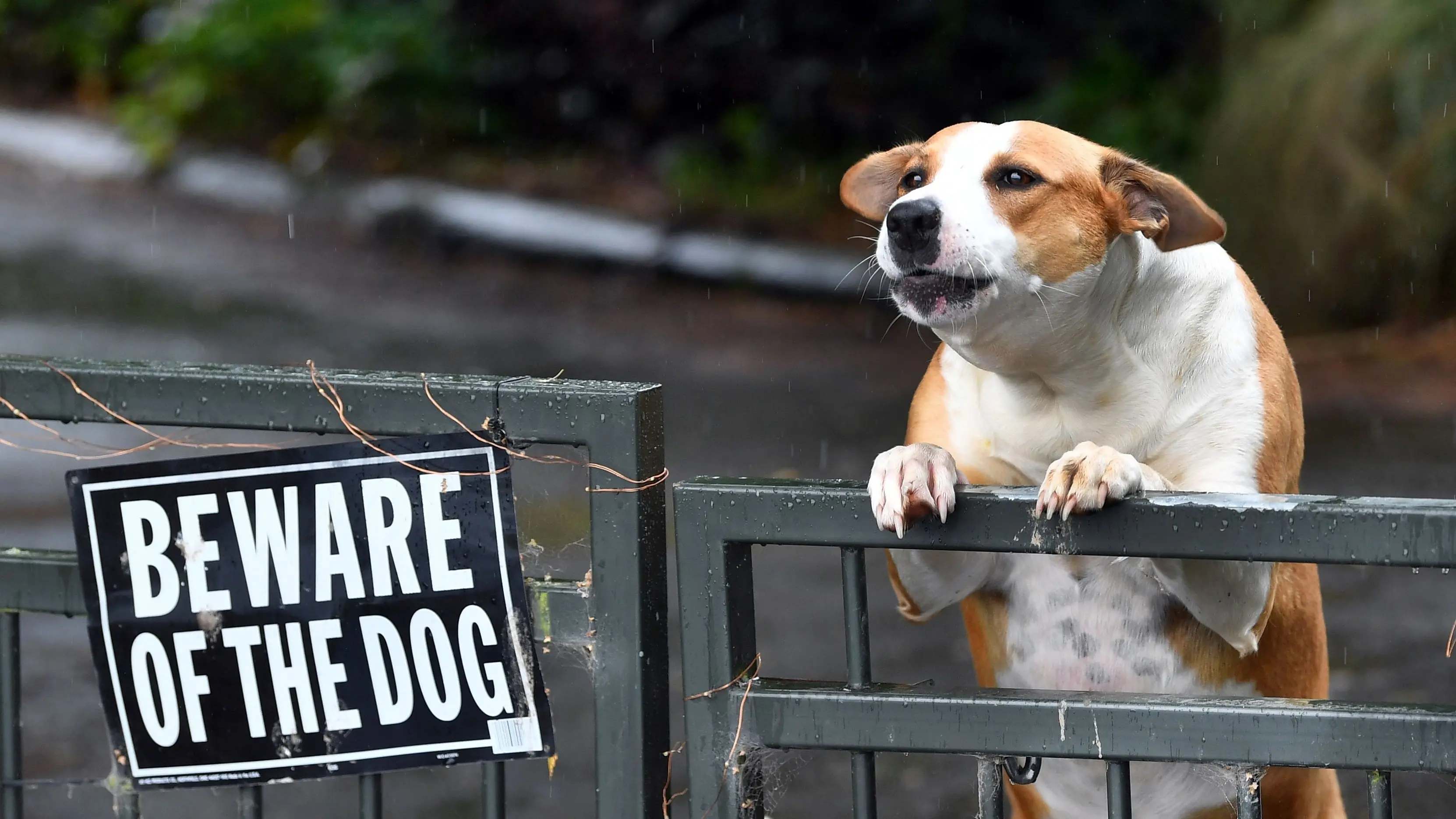 Dog attacks rise in Dunedin