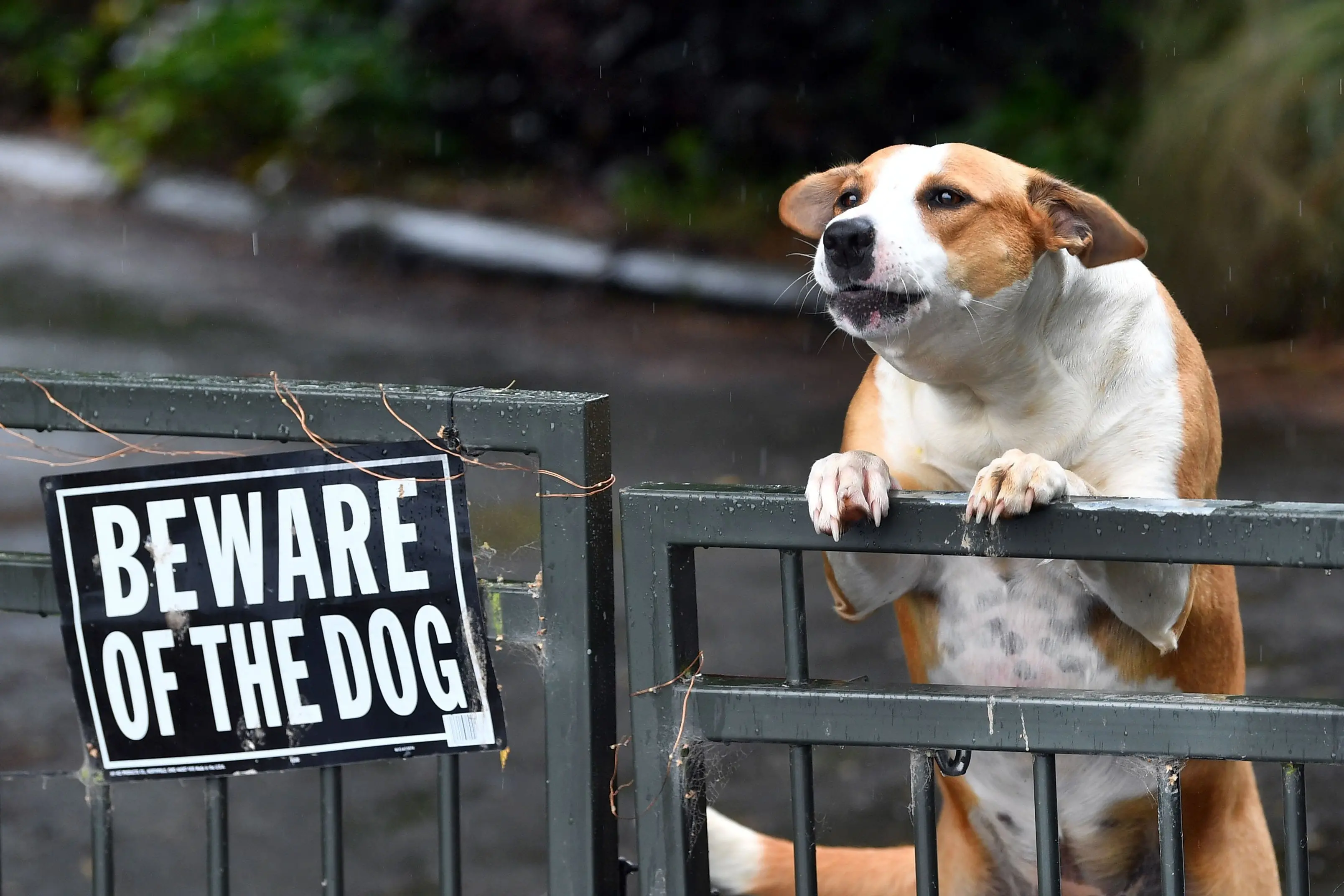The latest annual report about dog control in Dunedin has again shown a mixed picture about behaviour. Photo: Stephen Jaquiery