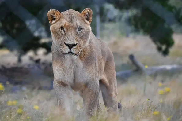 Orana is New Zealand\\u2019s\\u00A0only open-range wildlife park.  Photo: NurPhoto via Getty Images