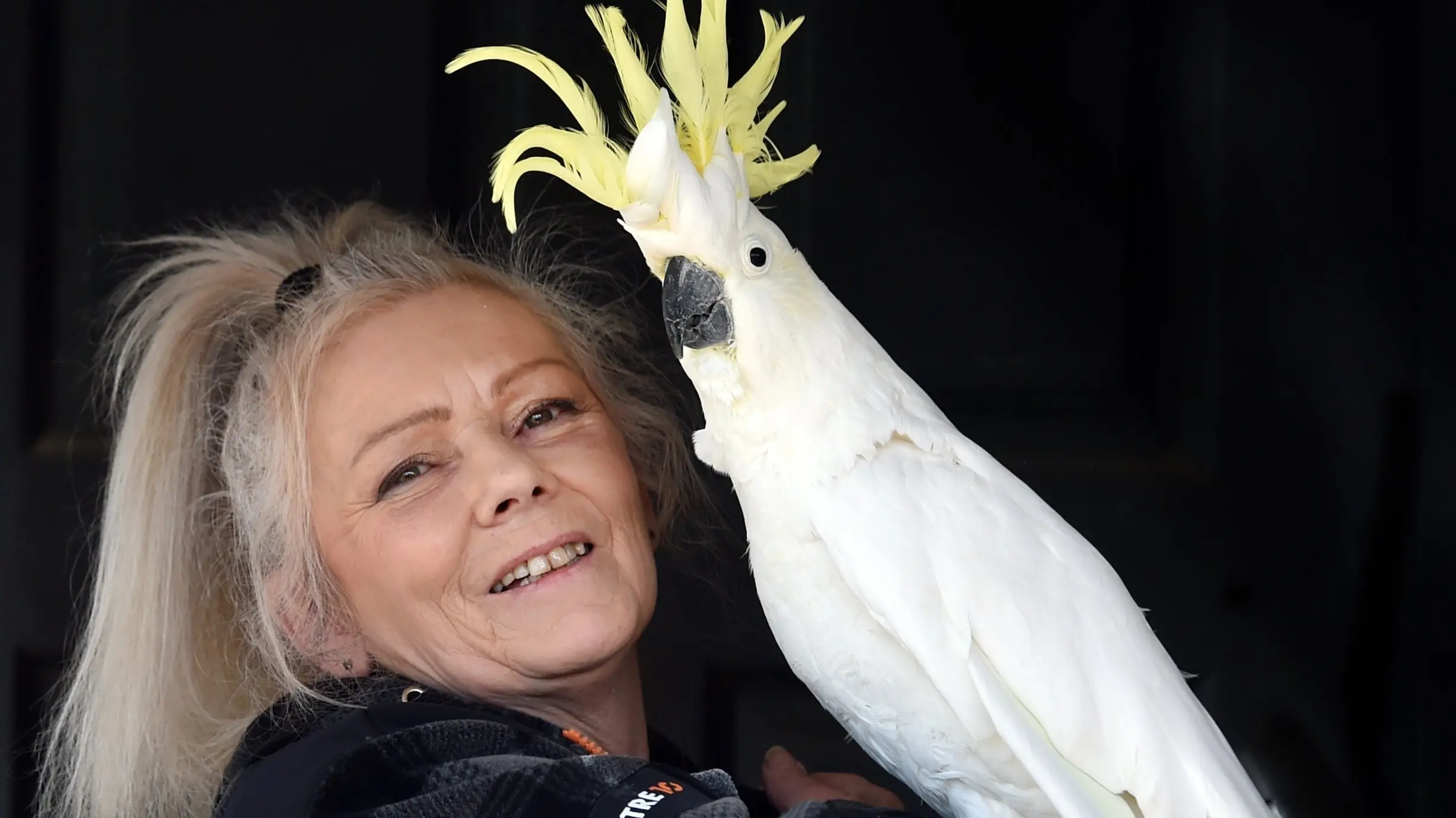 Dunedin Bird Rescue set to soar as new rooms planned