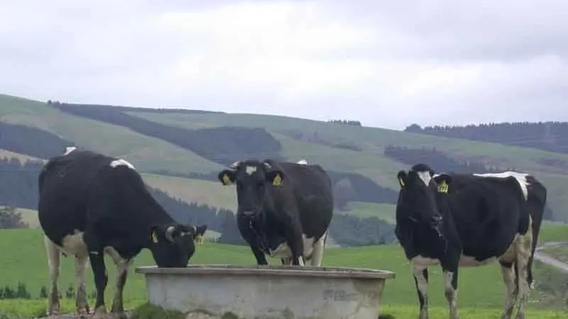 Defending Dolly, Daisy and the rest of the herd