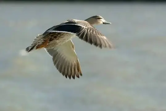 Ducks were critical movers of the avian flu virus throughout the northern hemisphere. File photo