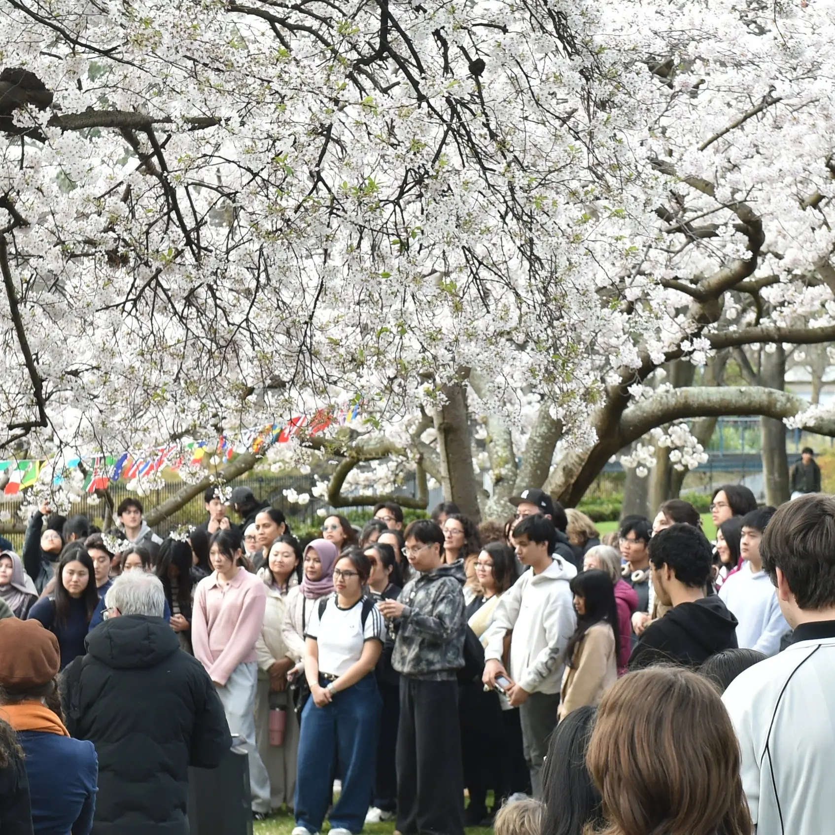 Hanami Cherry Blossom draws a crowd