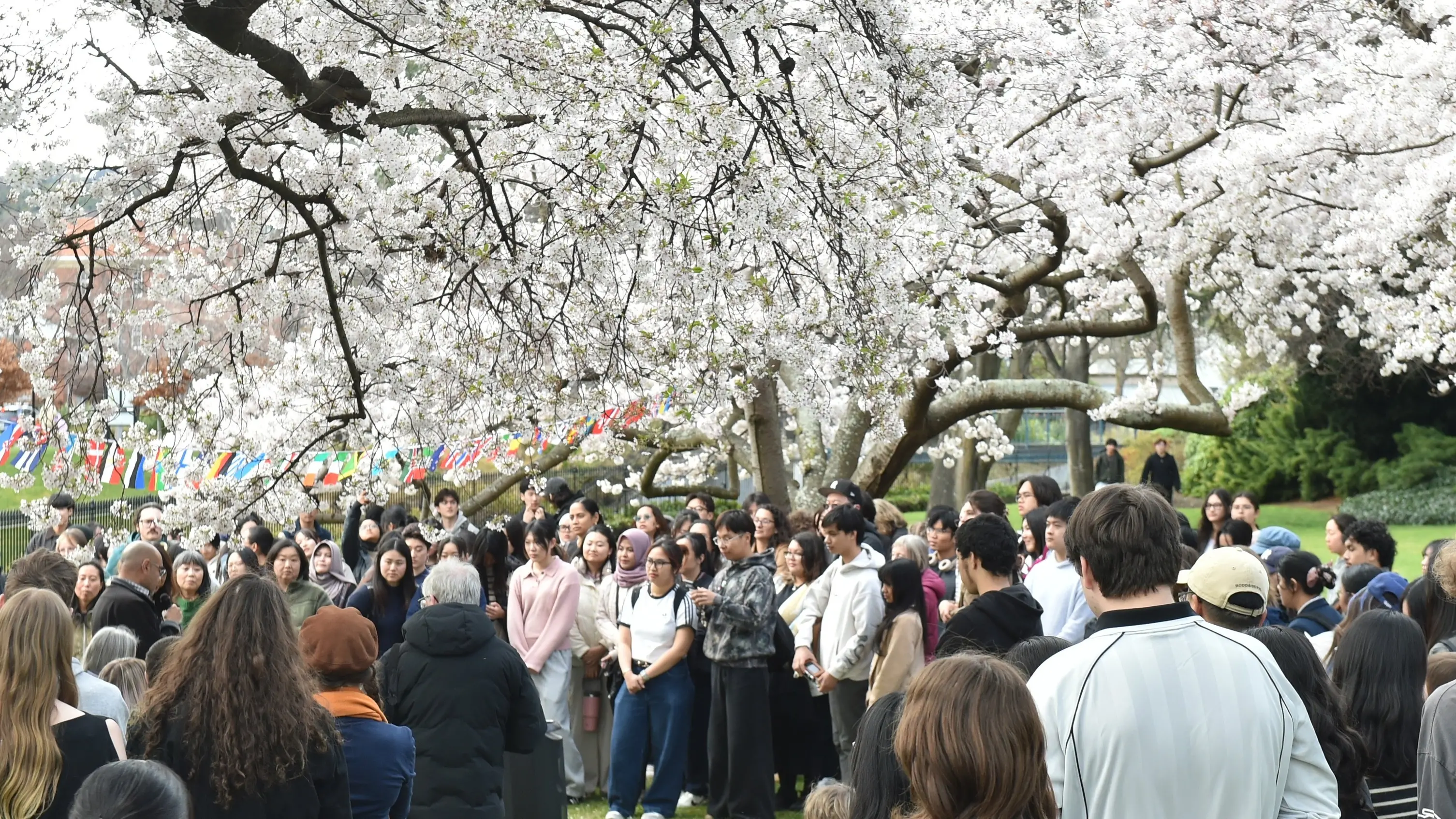 Hanami Cherry Blossom draws a crowd
