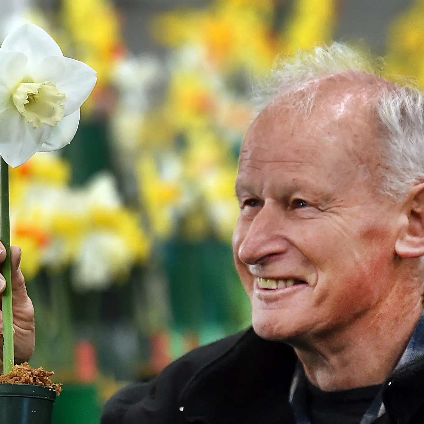 Daffodils delight at Spring Flower Show