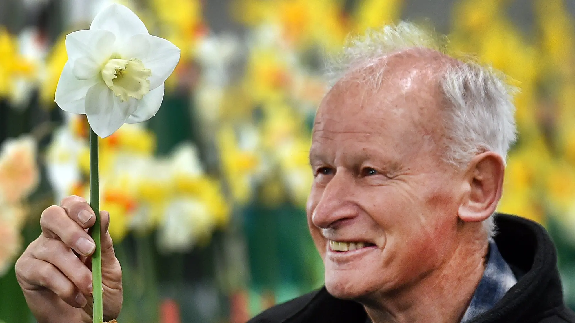 Daffodils delight at Spring Flower Show