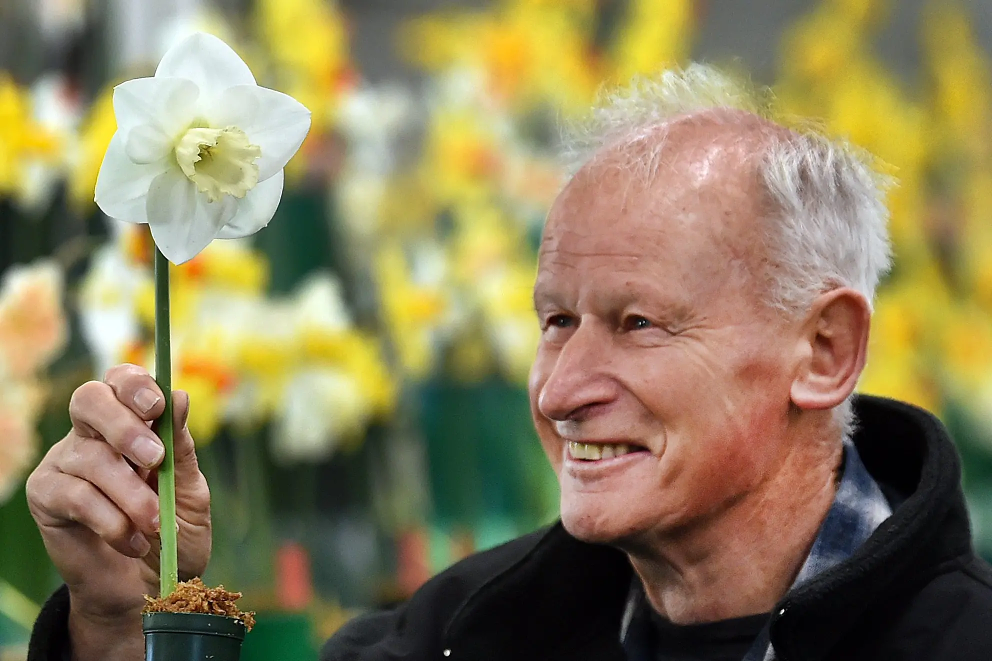 Bill Cowie, of Boggyburn in Southland, holds his  White Rhino daffodil during the Dunedin Horticultural Society\\'s Spring Flower Show at the St Kilda Bowling Club on Sunday.  Photo: Peter McIntosh