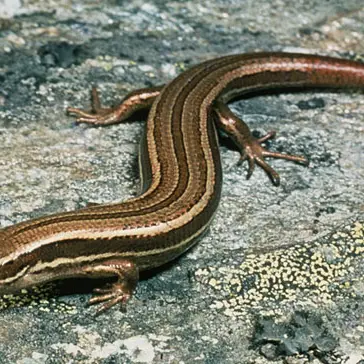 Protection of lizards at planned goldmine site criticised
