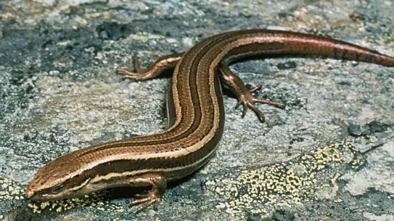 Protection of lizards at planned goldmine site criticised