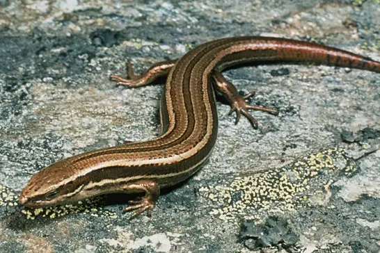 New Zealand has more than 110 species of lizard and none of them are found anywhere else in the world. Photo: DOC\\r\\n