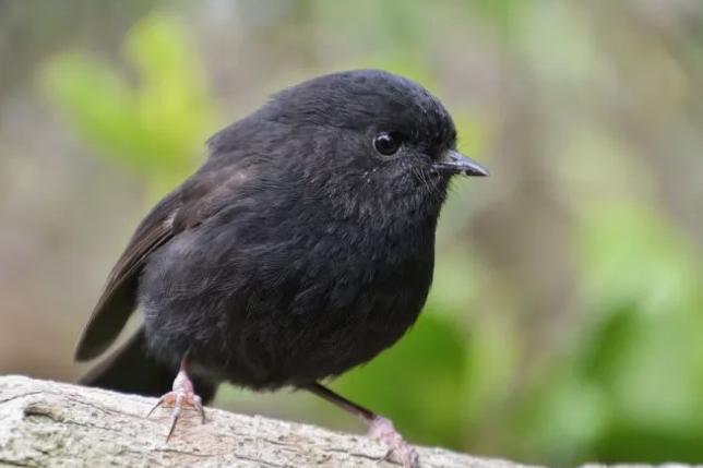 Photo: odt.co.nz Black Robin Wins New Zealand's 2026 Bird of the Year Competition