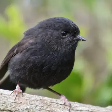 Shy little robin claims Bird of the Year title