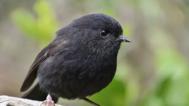 Shy little robin claims Bird of the Year title