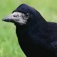 Kaah: call for rooks in Otago to be reported