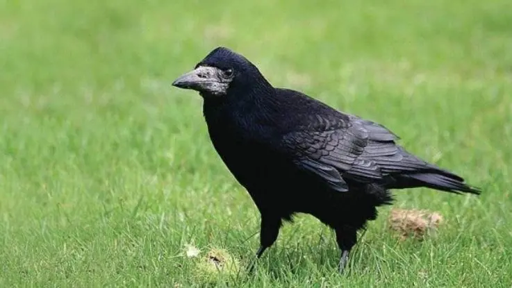 Kaah: call for rooks in Otago to be reported