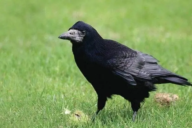 The Otago Regional Council is calling for rook sightings this spring. Photo: Otago Regional Council
