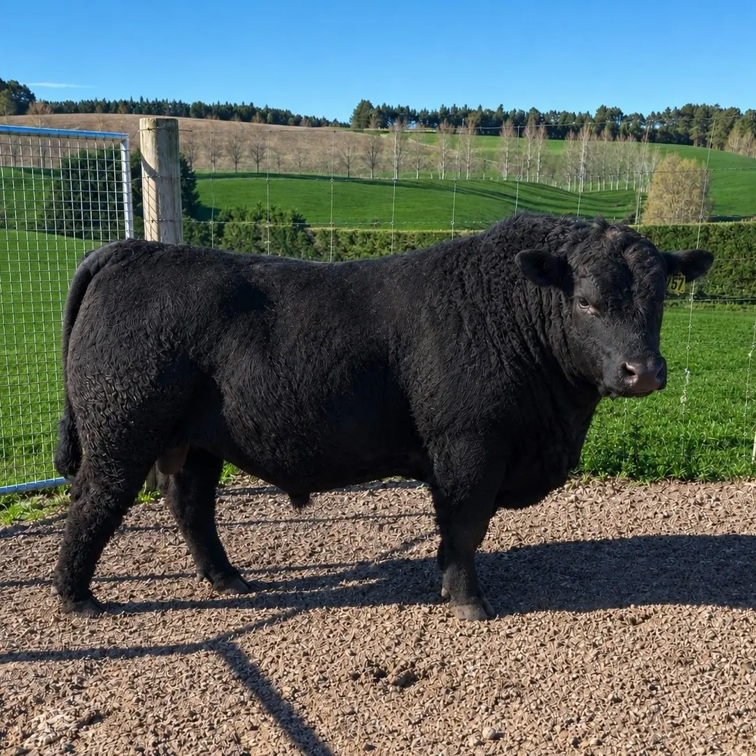 Six-figure sire hits Southland after North Otago stop to collect genetics