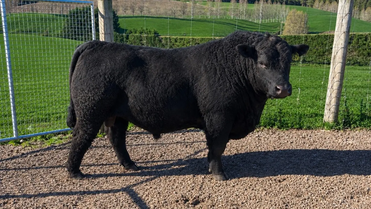 Six-figure sire hits Southland after North Otago stop to collect genetics