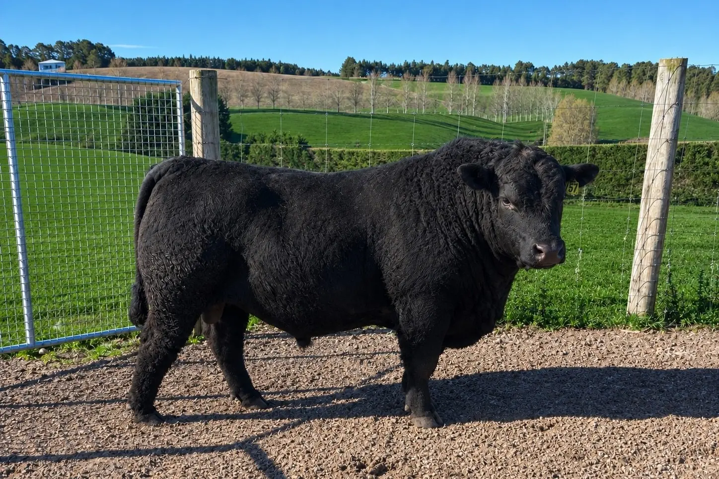 Angus bull Taimate Valor, which sold for $100,000 in Marlborough in June, made a stop on the way to his new home in Southland this month to get 1000 straws of semen harvested at Targeted Breeding in Oamaru. Photo: supplied