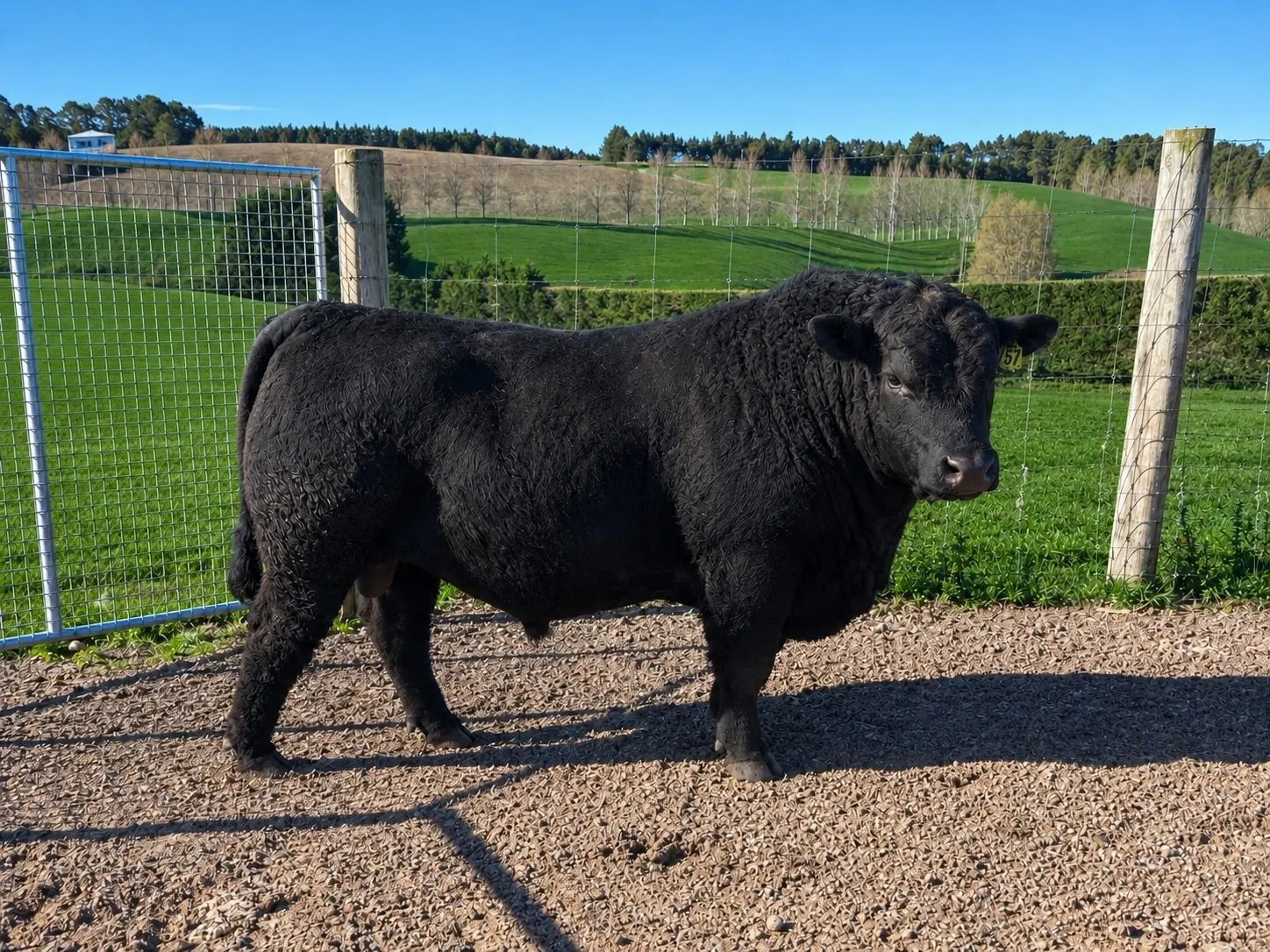 Six-figure sire hits Southland after North Otago stop to collect genetics