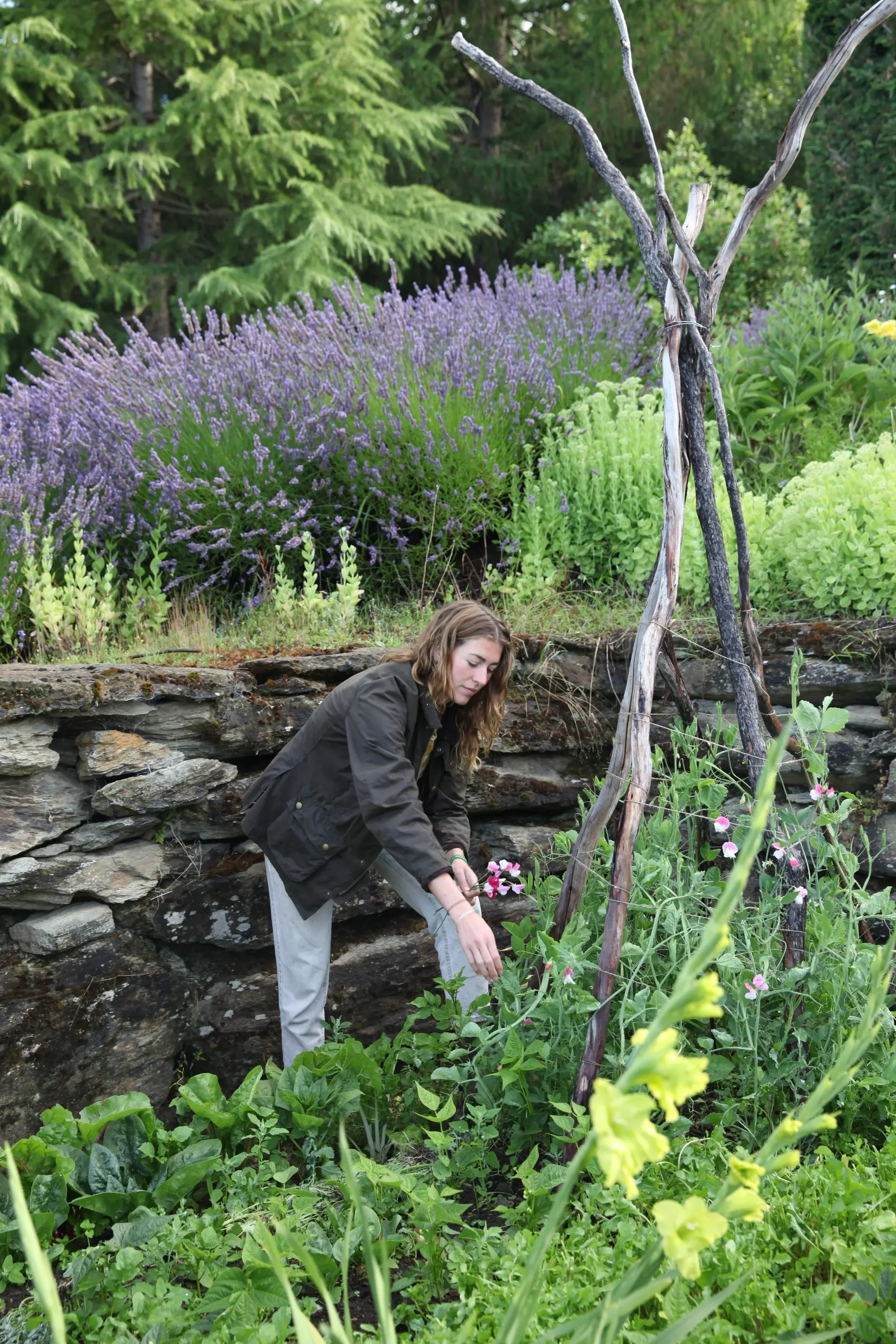 Sweet, tender greens mark the beginning of longer days