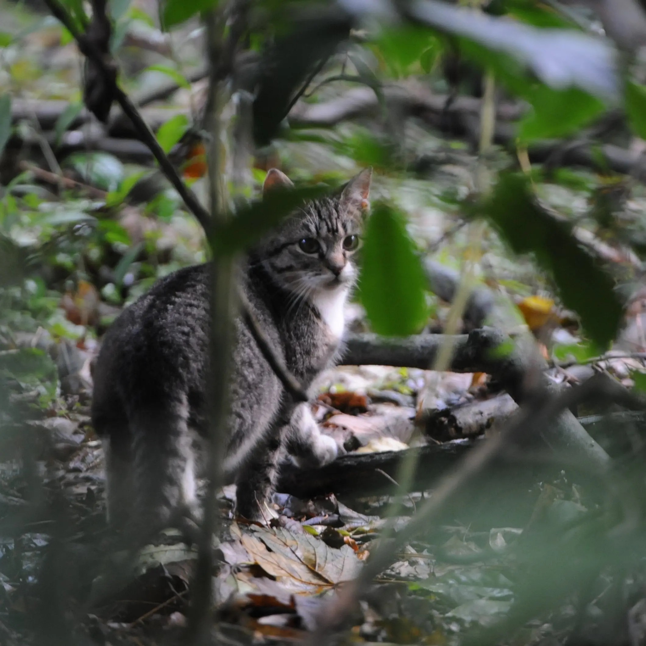 Microchipping, desexing could be proposed for Dunedin cats
